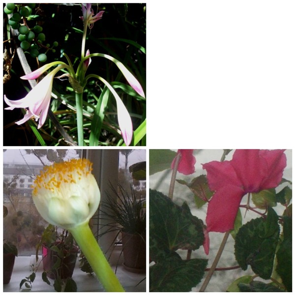 PicMonkey Collage112.jpg