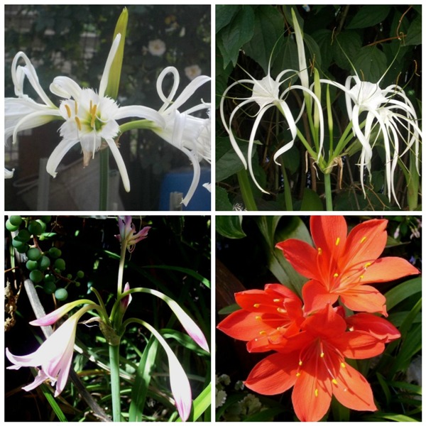 PicMonkey Collage1.jpg