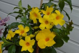 image (94).jpg