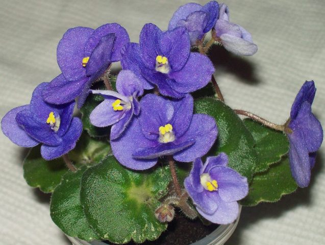 Shirl's Purple Passion (Sanders).JPG