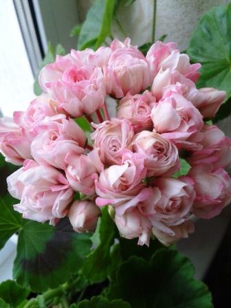 2015-05-01 л08.19.10.jpg