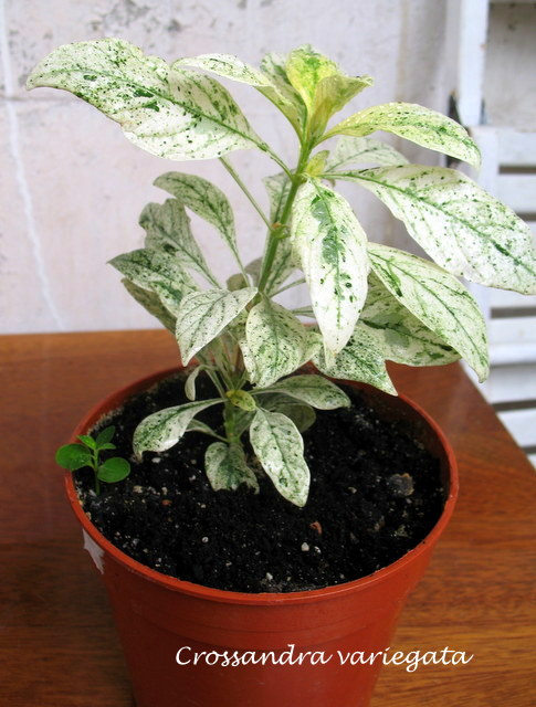 crossandra var.JPG