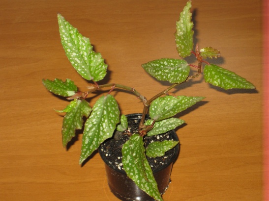 Begonia Culture Class 80.jpg