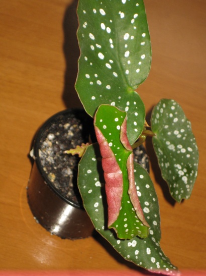 Begonia SP (красная изнанка, розовые цветы)120.jpg