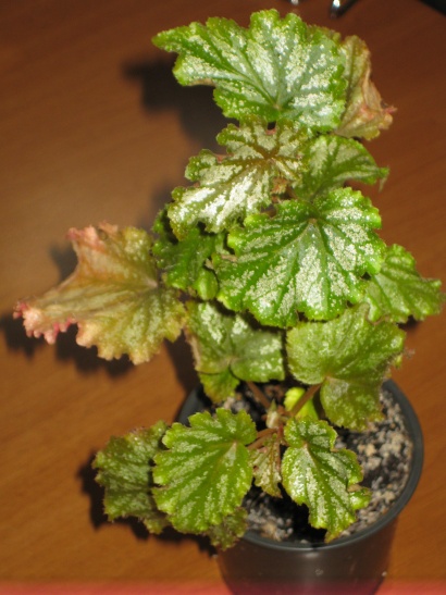 Begonia 'Orange County' 150.jpg