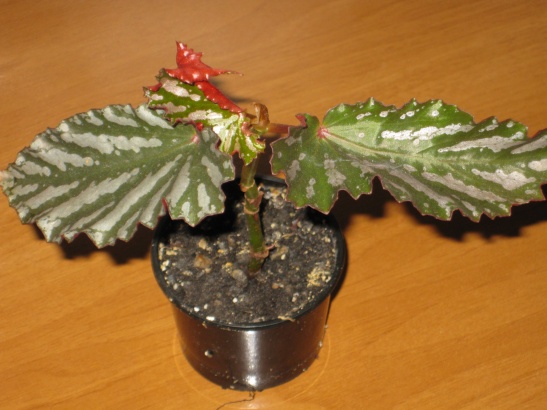 Begonia Down Номе100.jpg