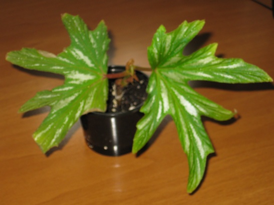 Begonia Аconitifolia_80.jpg