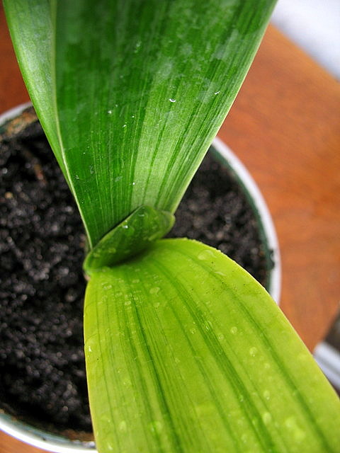 clivia var.JPG