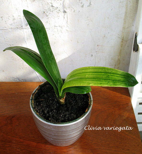 clivia var1.JPG