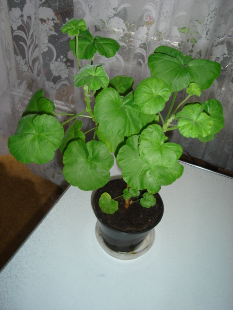 DSC00156.JPG