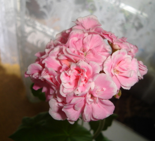Frou-Frou цвет.JPG