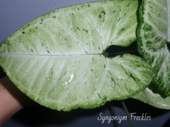 Syngoniym Freckles2.jpg