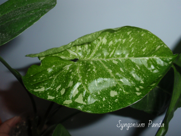 Syngonium Panda2.jpg