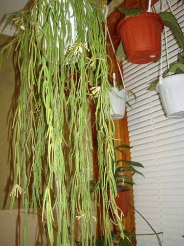 DSC01662.jpg
