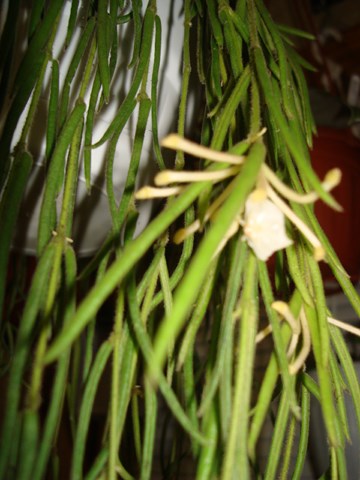 DSC01663.jpg