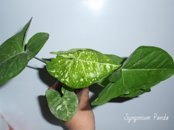 Syngonium Panda1.jpg