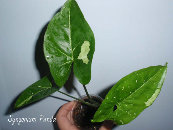 Syngonium Panda.JPG