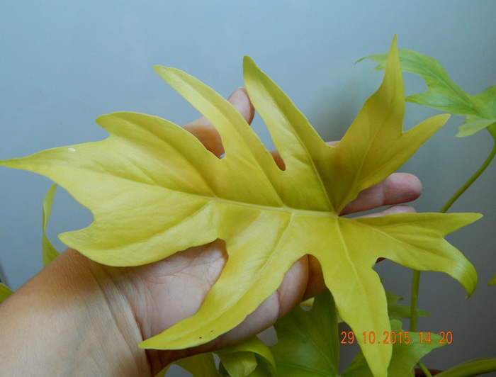 DSCN5254.JPG