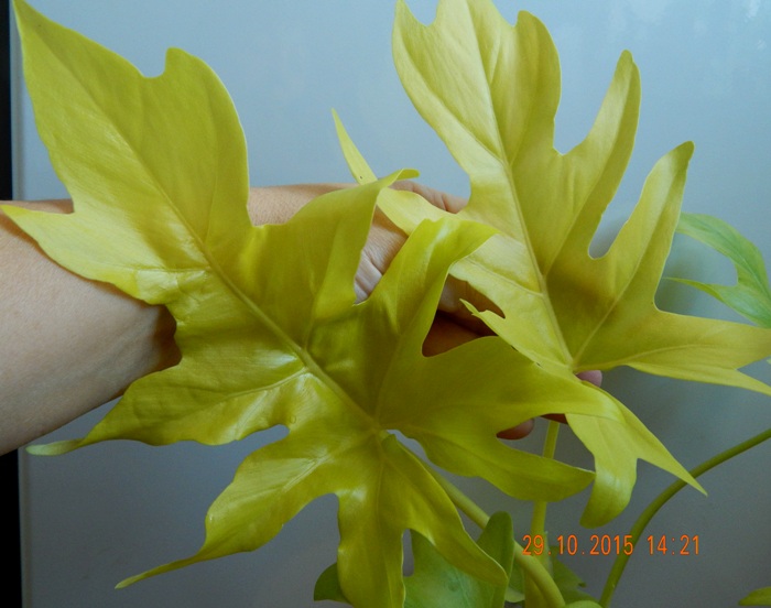 DSCN5255.JPG