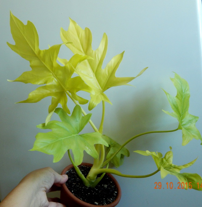 DSCN5256.JPG