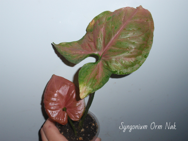 Syngonium Orm Nak.jpg