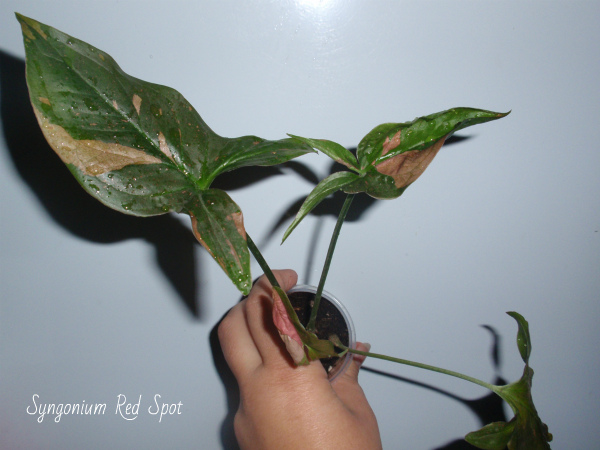 Syngonium Red Spot.jpg