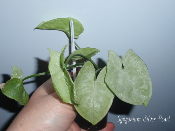 Syngonium Silver Pearl1.jpg