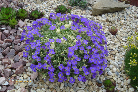 Aubrieta Argenteo .jpg