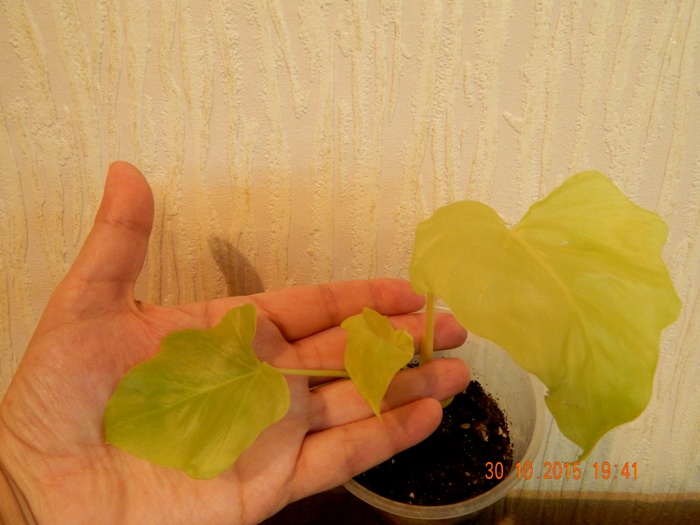 DSCN5272.JPG