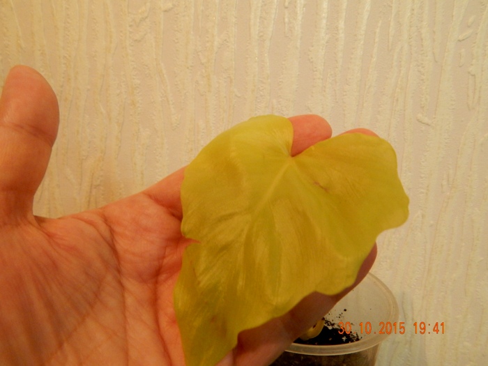DSCN5271.JPG