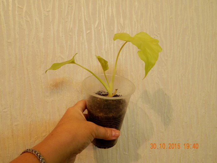DSCN5270.JPG