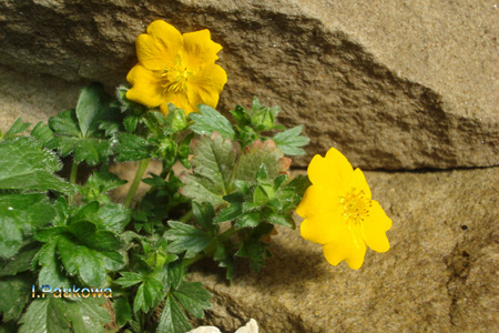 POTENTILLA fragiformis.jpg