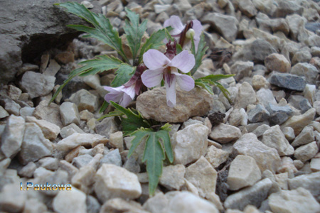 Viola chaerophylloides.jpg