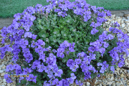 AUBRIETA Double Blue .jpg