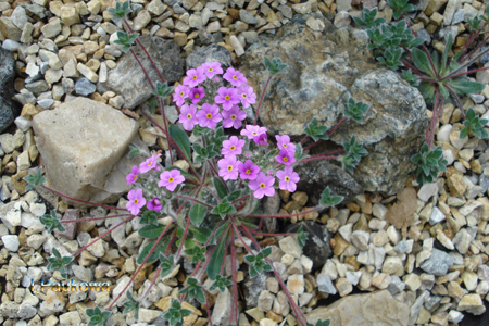 Androsace sarmentosa.jpg