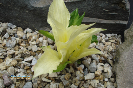 хоста 'White Feather'.jpg