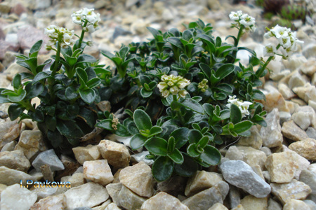 Arabis suendermannii.jpg