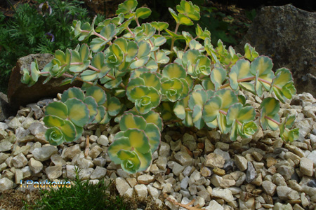 Sedum sieboldii .jpg