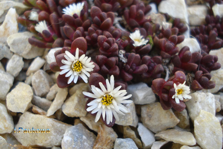 Delosperma alpinum.jpg