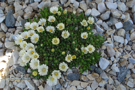 Delosperma White Nuggetвая .jpg