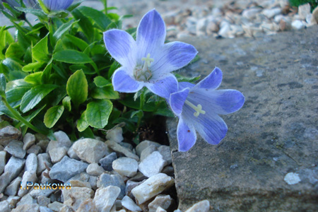 Campanula tridentata .jpg