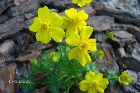 TROLLIUS pumilus.jpg