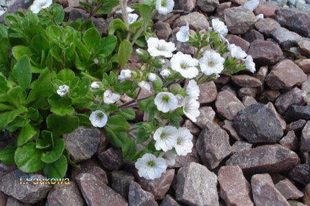 GYPSOPHILA cerastoides .jpg