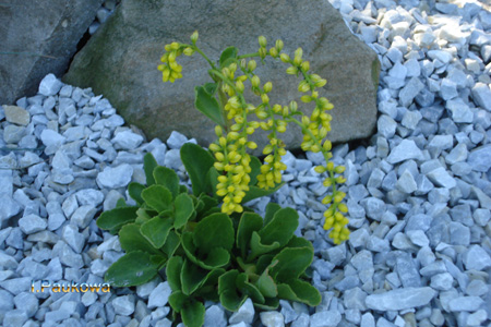 Chiastophyllum oppositifolium .jpg