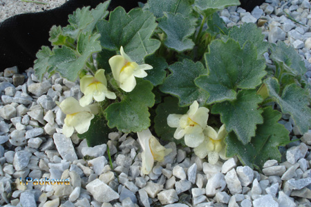Asarina procumbens.jpg
