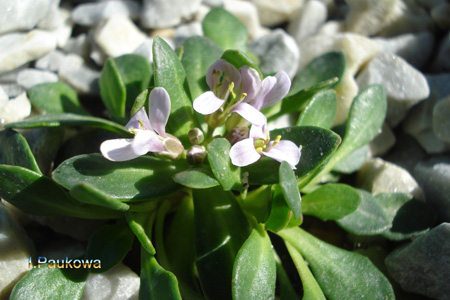 Thlaspi stylosum.jpg