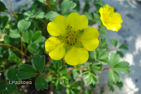 POTENTILLA cuneata.jpg