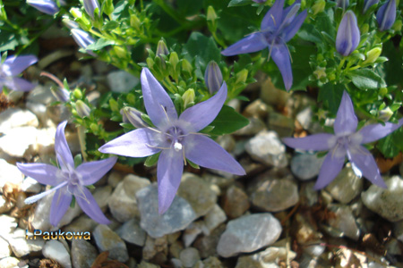 Campanula garganica major.jpg