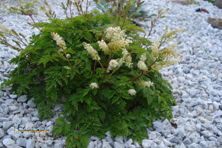 ARUNCUS aethusifolius.jpg