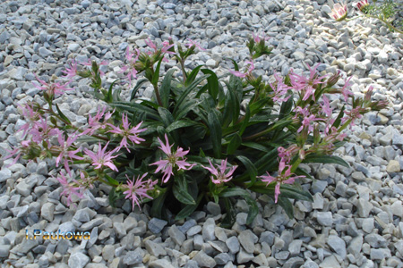 LYCHNIS flos-cuculi Nana.jpg
